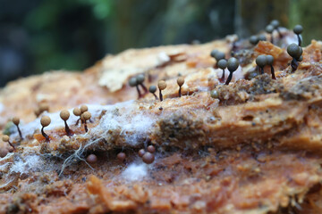 Cribraria rufa, a slime mold from Finland, no common English name