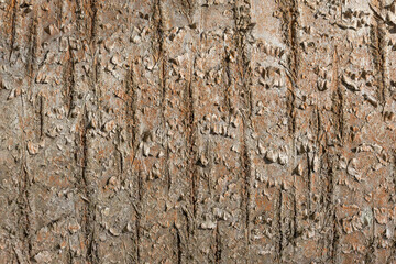 Tree bark texture. Nature background. Selective focus