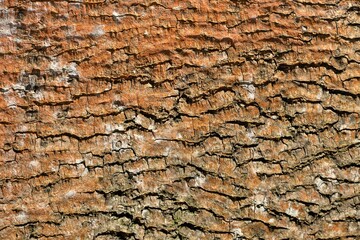 Tree bark texture. Nature background. Selective focus
