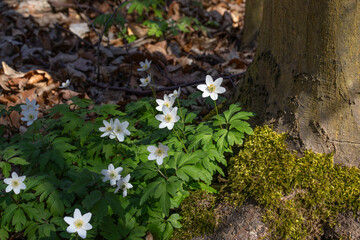 Anemone nemorosa. Spring garden background. Selective focus