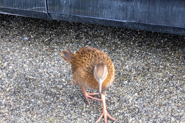 Neugieriger Kiwi auf einem Parkplatz in Neuseeland