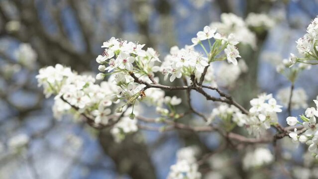 Beautiful floral background with white flowers Selective focus. Branch of a blossoming plum