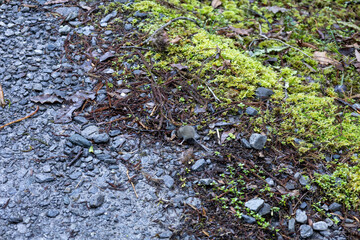 Blaue Pilze im Wald in Neuseeland