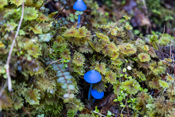 Blaue Pilze im Wald in Neuseeland