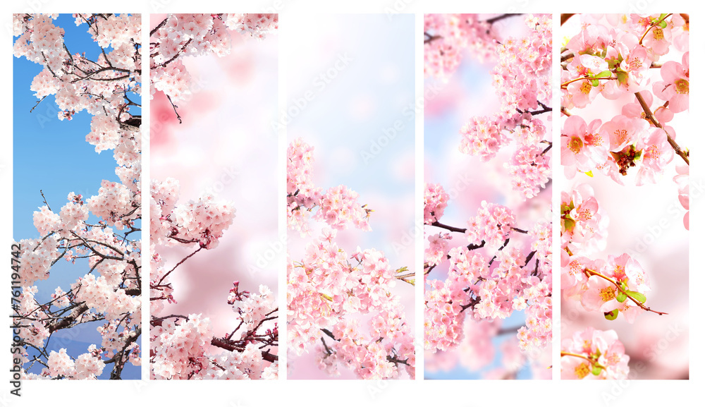 Leinwandbilder set of vertical banner with sakura flowers of white and pink colors. collection of beautiful nature 