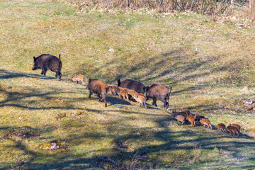 Flock with Wild boars and pigles on a meadow