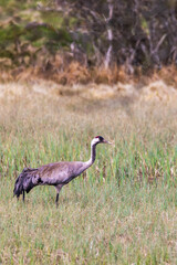 Crane in a wet meadow