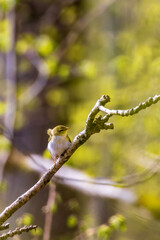 Willow warbler on a branch at springtime