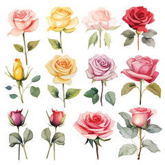 Assorted Roses Water colour Roses Clipart 