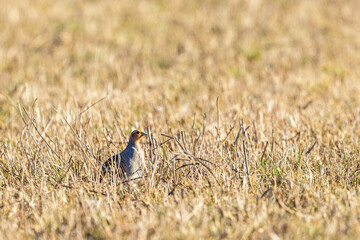 Grey partridge sitting in the grass on a field