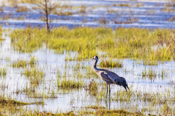 Flooded wetland with a Crane at springtime