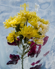 Yellow chrysanthemums frozen in ice, close-up. Background of yellow chrysanthemums in an ice cube with an air bubble. Frozen chrysanthemums on the background. Selective focus.