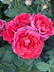 Red floribunda rose bouquet close-up
