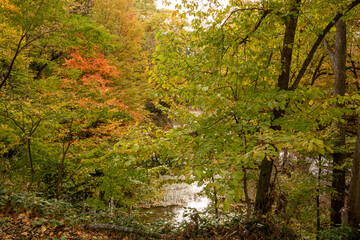 紅葉し始めた秋の池
