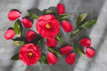 bright red flowers of camellia on a dark background