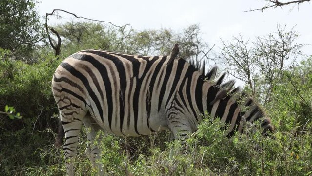 A zebra grazing while an oxpecker bird goes into its ear to find parasites, but this gets too invasive for the zebra in Hluhluwe Mfolozi game reserve in South Africa.
