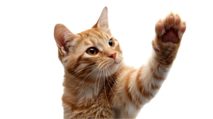 A Cat Waving Hello on transparent background. PNG file