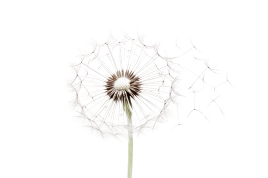 Dandelion Blowing in Wind on White Background. On a Transparent Background.