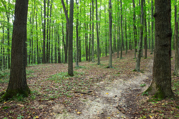 Path in green summer forest - 761204926