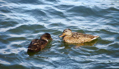 Two ducks in the lake. - 761205146