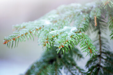 Green spruce branches with needles ice and snow covered in winter.