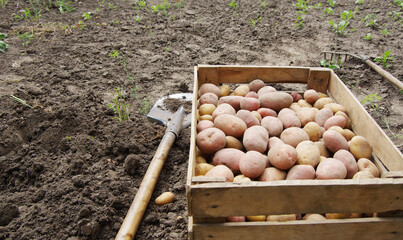 harvesting potatoes on an agricultural field