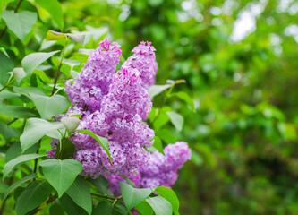 Lilac blossoming branches, Selective focus - 761205367