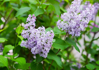 Lilac blossoming branches, Selective focus - 761205378