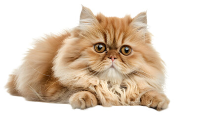 Beautiful Persian cat isolated on white background. PNG file