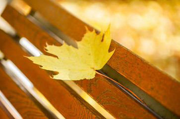 Autumn maple leaf on a brown park bench with sunlight.