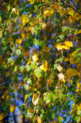 Beautiful green birch leaves background - 761205593