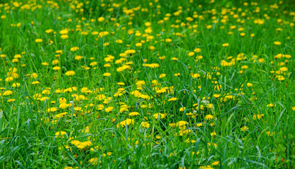 Yellow bright grass plant flower dandelion - 761205715