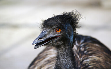 Close up of an emu ostrich head.