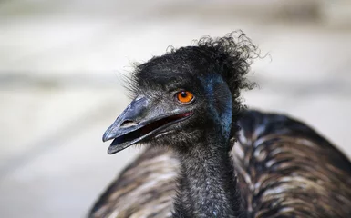 Foto op Plexiglas Close up of an emu ostrich head. © photolink