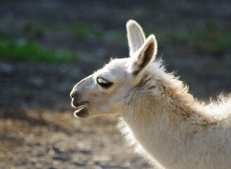Portrait of a llama in the zoo.