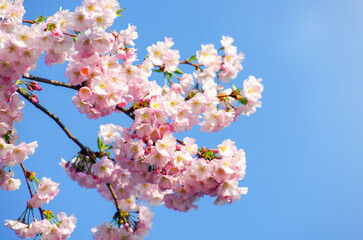 Blooming sakura with pink flowers in spring