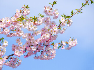 Blooming sakura with pink flowers in spring - 761205921