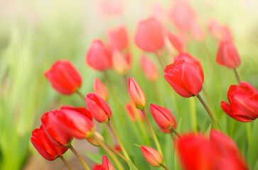 Red tulips in the garden - 761205922