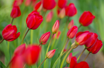 Red tulips in the garden - 761205934