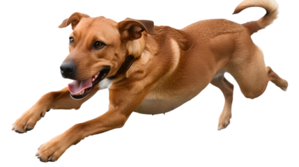 Brown Dog in running position on Transparent Background. PNG file