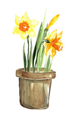 Indoor plants in pots. Watercolor illustration of yellow daffodil flowers and bud with green leaves in a clay brown pot. Hand drawn image on white background