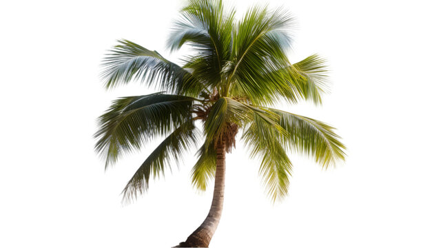 close up of Coconut bended palm tree isolated on white or transparent background. PNG file