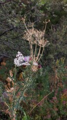 flowers in the forest
