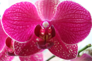 Close up of a pink orchid 