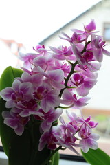 Blossoms of a pink orchid 