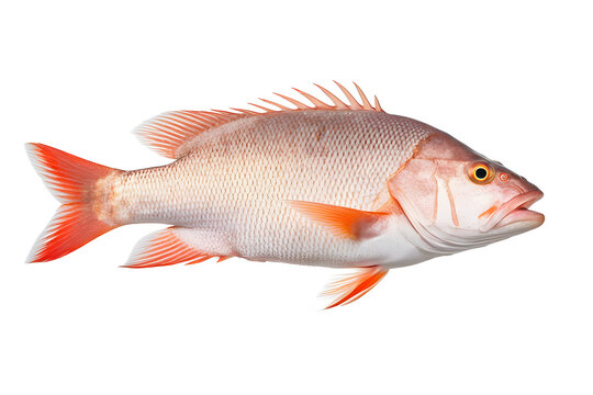 hoopla snapper fish isolated on white background