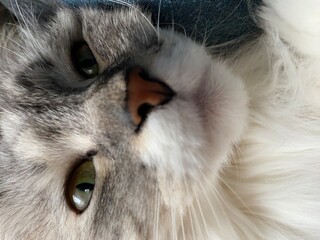 Face of a siberian cat