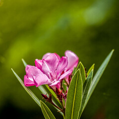 Bright pink oleander flowers closeup. Light and strong bokeh form bubbles in the natural background with some space for text and logo.