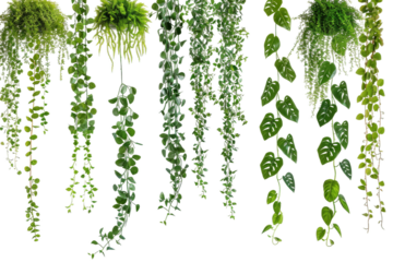 Green Plants Hanging From the Ceiling. On a Transparent Background.