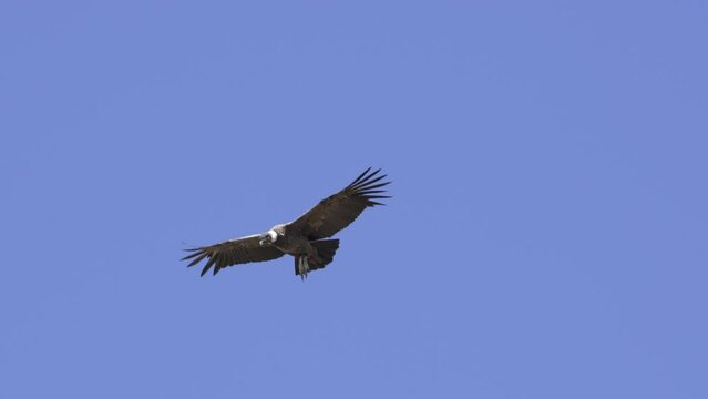 Majestic Andean Condor Gliding with Impressive Wingspan in the Andes mountains shot in 4k